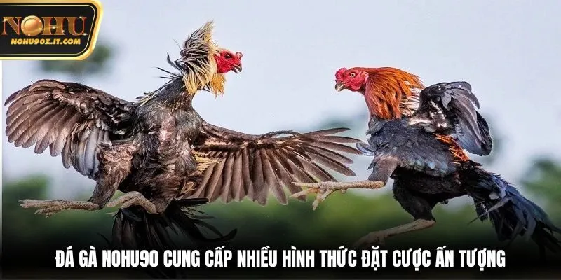 Đá gà Nohu90 cung cấp nhiều hình thức đặt cược ấn tượng