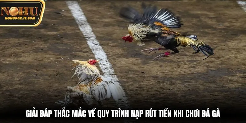 Giải đáp thắc mắc về quy trình nạp rút tiền khi chơi đá gà