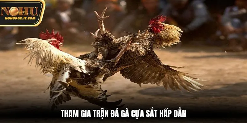 Tham gia trận đá gà Nohu90 cựa sắt hấp dẫn